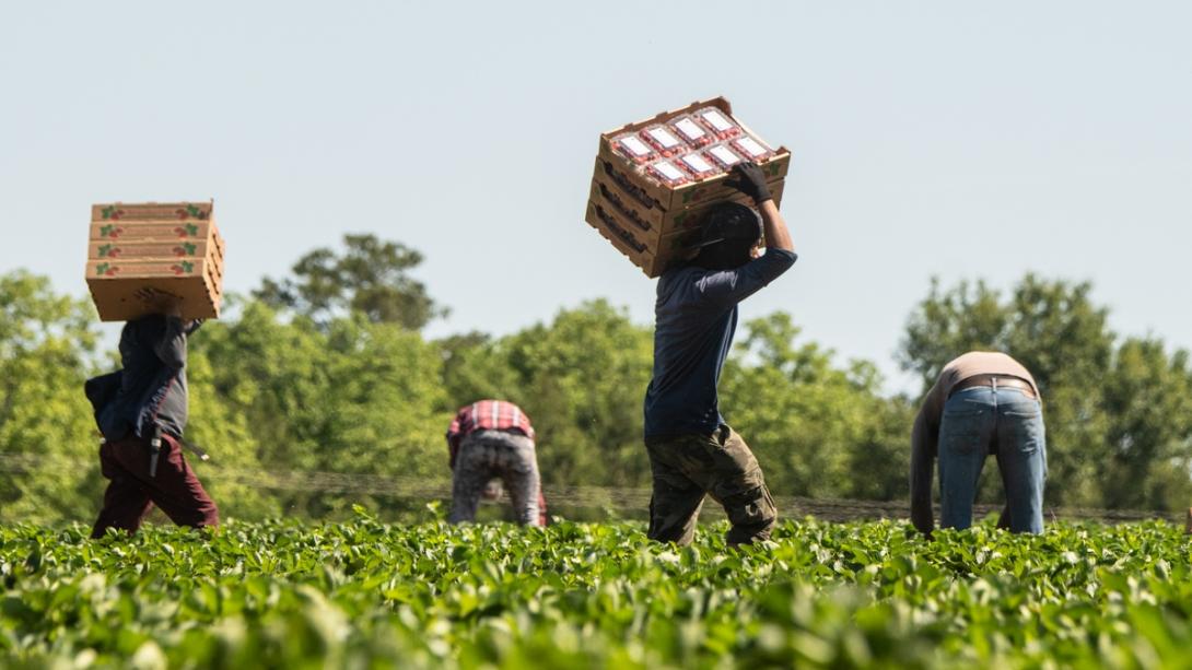AgDraft - онлайн-платформа яка допомагає фермерам шукати кваліфікованих працівників