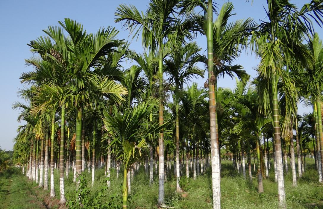 eKomoditi - програмне забезпечення для ефективного управління пальмовими плантаціями